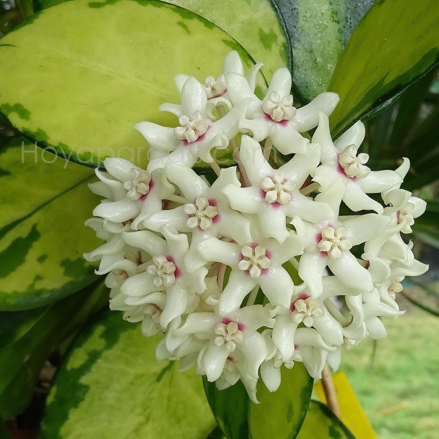 Fleur Hoya australis Lisa Hoyaparadis.com Guadeloupe