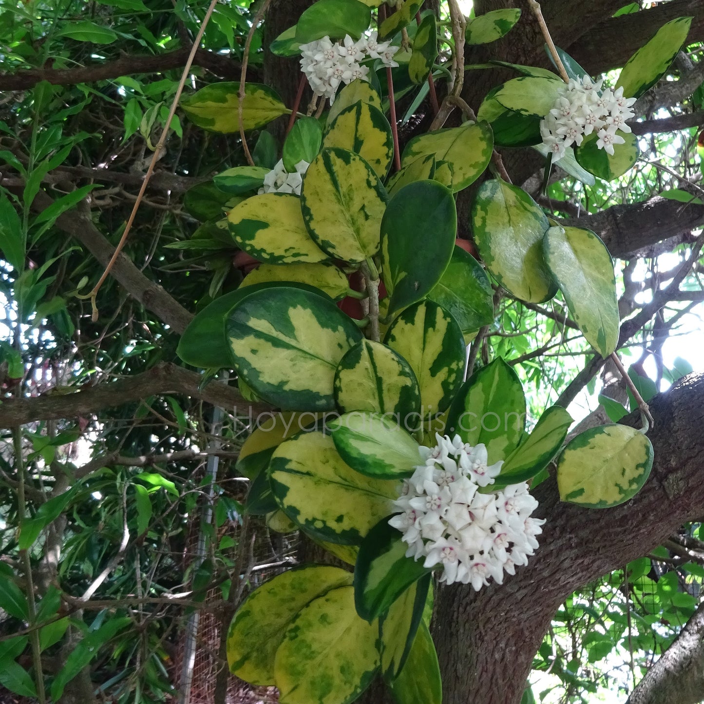Hoya australis Lisa au feuillage variegata décoratif, plante tropicale exotique proposée par Hoya Paradis en Guadeloupe