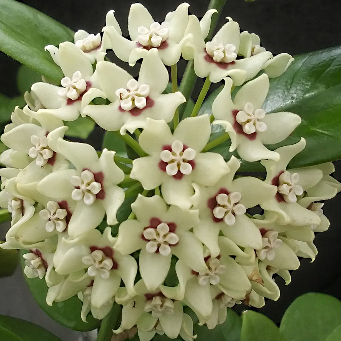 Fleur Hoya australis hoyaparadis.com Guadeloupe