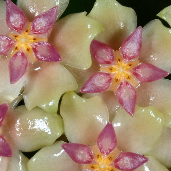 Fleur Hoya balaensis splash (rare) hoyaparadis.com Guadeloupe