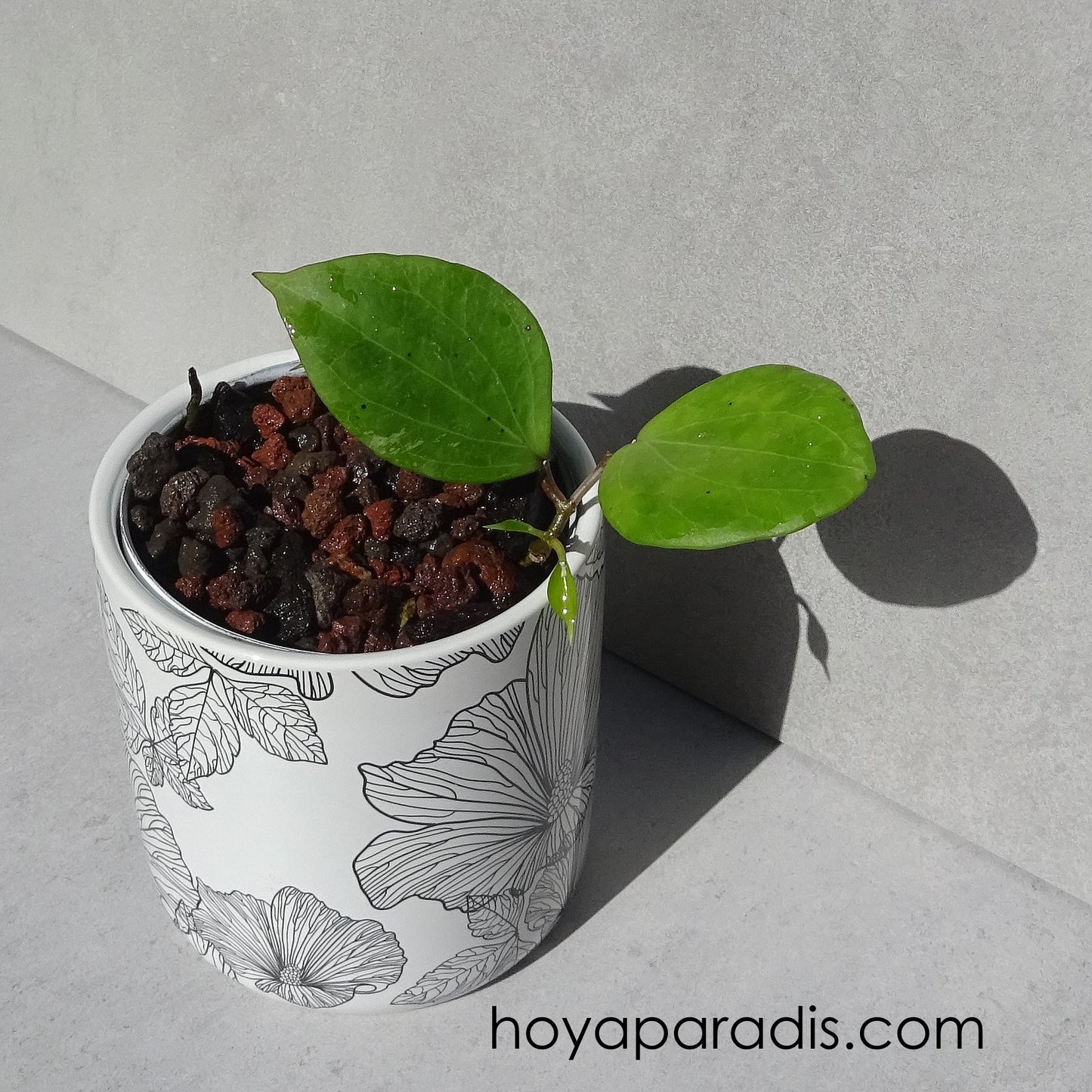 Bouture Hoya balaensis splash (rare) hoyaparadis.com Guadeloupe