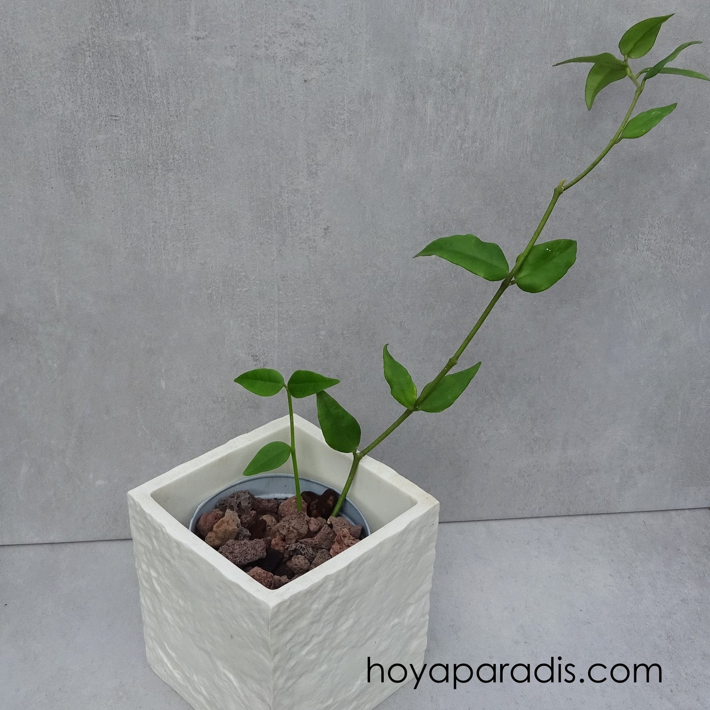 Bouture Hoya bella, plante tropicale exotique proposée par Hoya Paradis en Guadeloupe