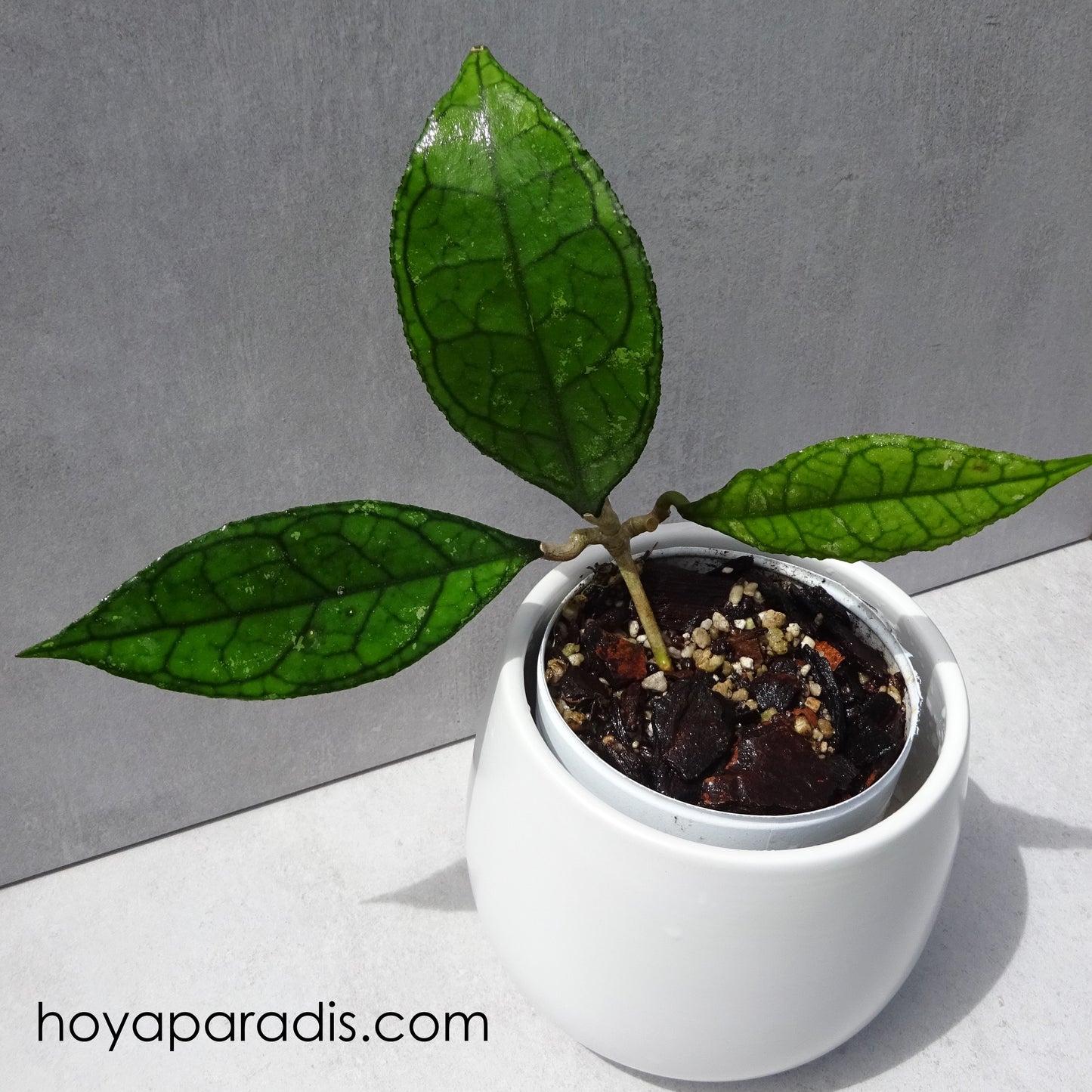 Bouture Hoya callistophylla long leaf hoyaparadis.com Guadeloupe