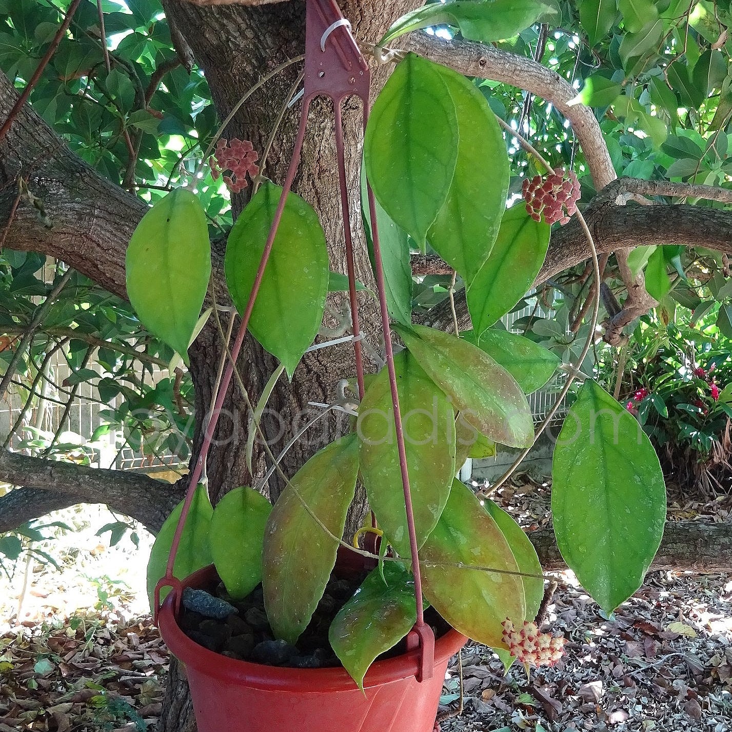 Plante Hoya callistophylla long leaf Hoyaparadis.com Guadeloupe