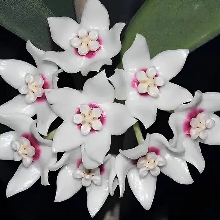 Fleur Hoya calycina hoyaparadis.com Guadeloupe