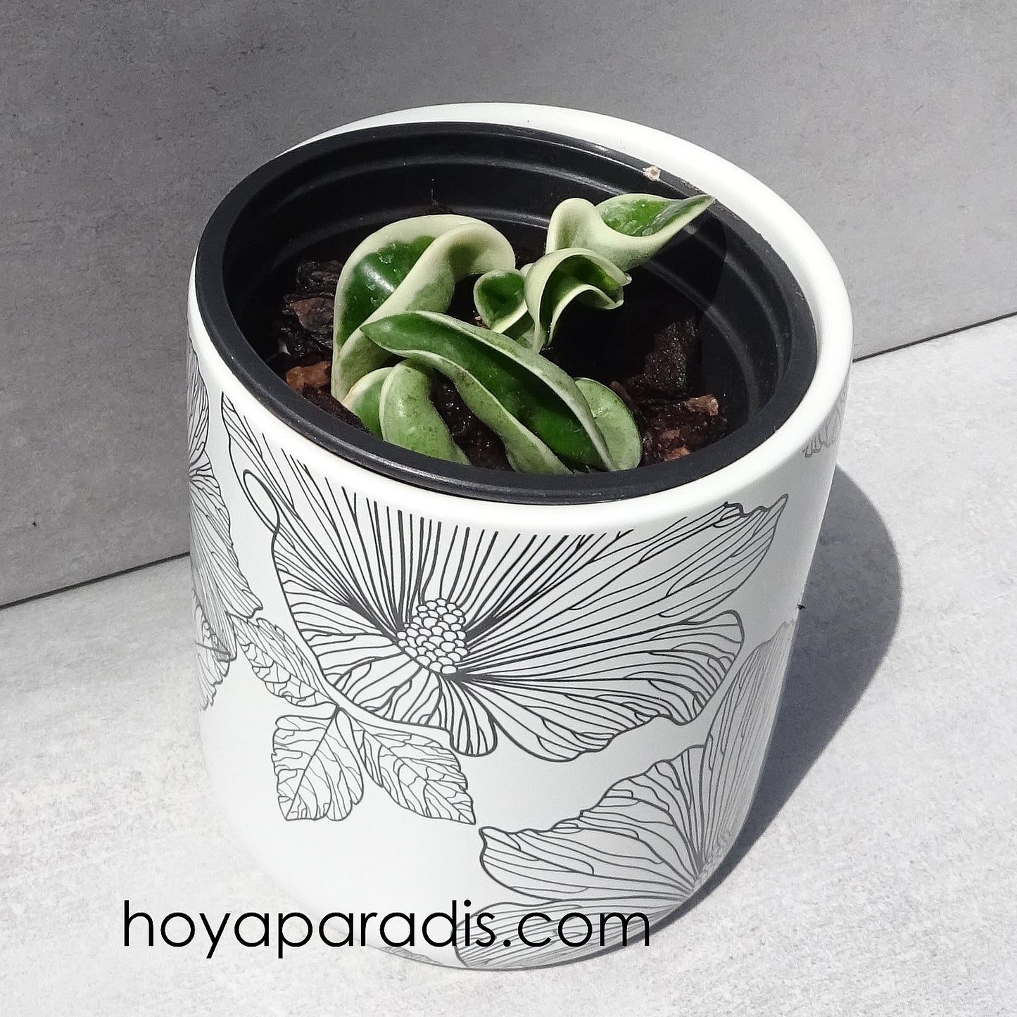 Bouture hoya carnosa compacta regalis albomarginata hoyaparadis.com Guadeloupe