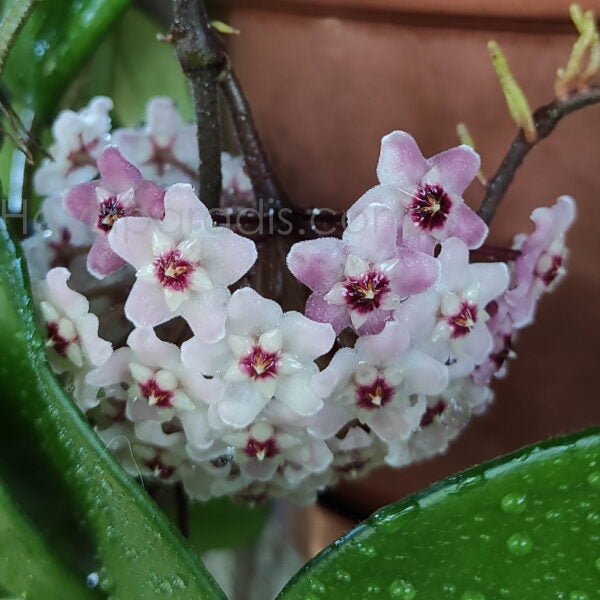 Fleur Hoya carnosa Freckles hoyaparadis.com Guadeloupe