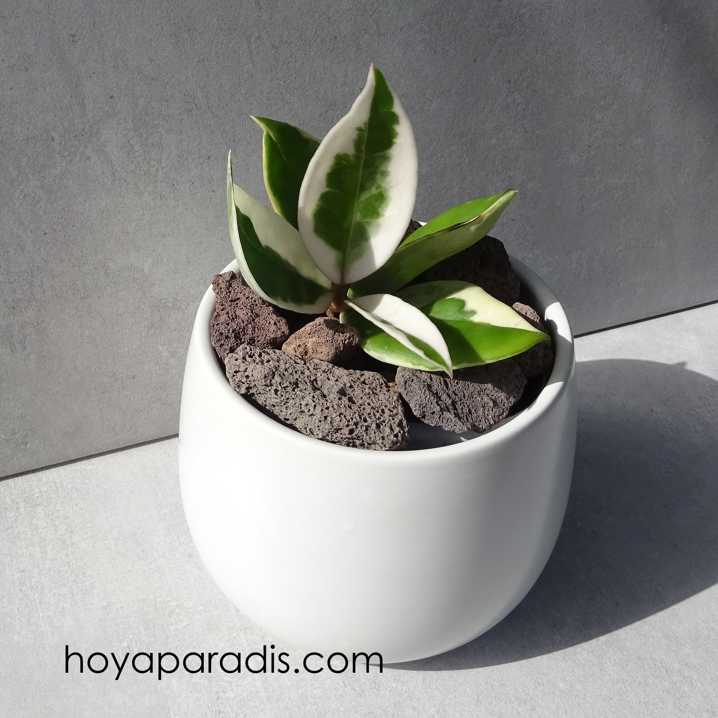 Bouture Hoya carnosa Krimson Queen hoyaparadis.com Guadeloupe