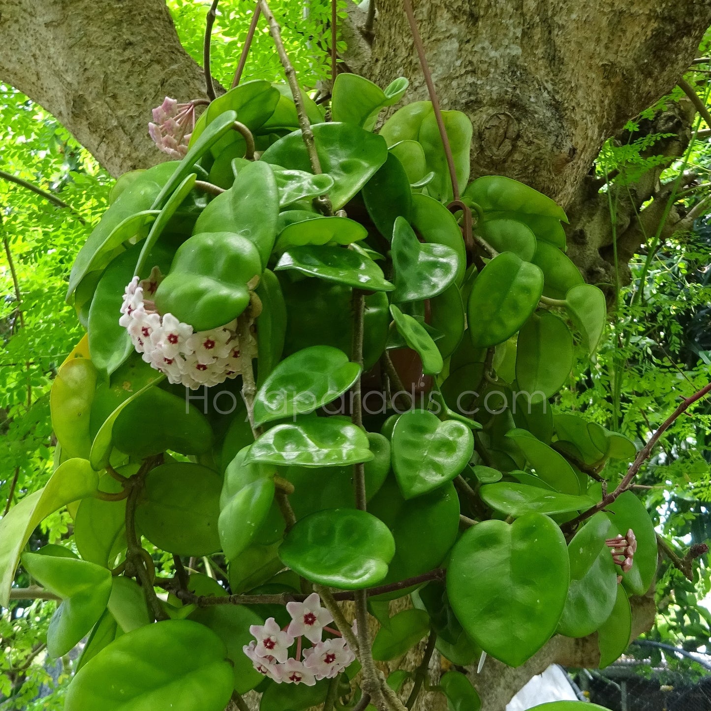 Hoya carnosa krinkle 8 au feuillage luxuriant, plante tropicale exotique proposée par Hoya Paradis en Guadeloupe