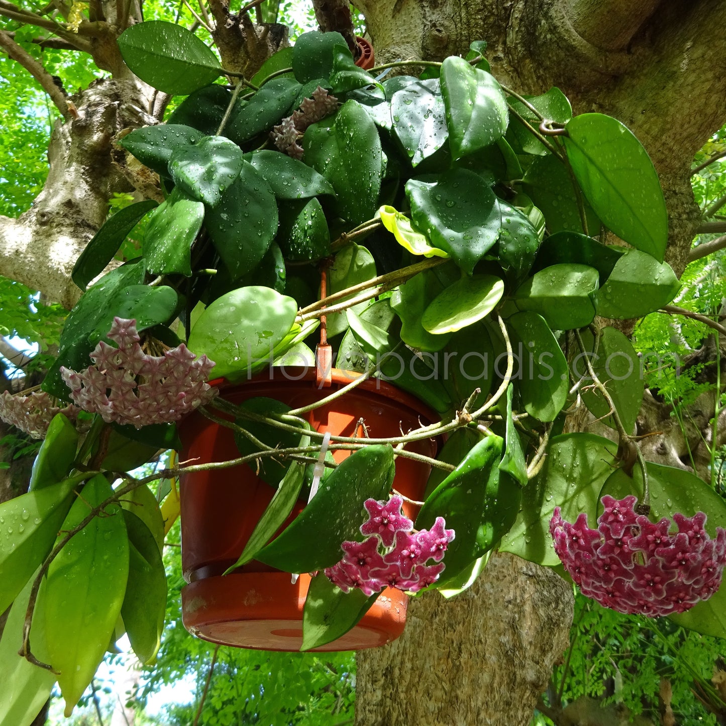 Hoya carnosa red au feuillage luxuriant, plante tropicale exotique proposée par Hoya Paradis en Guadeloupe