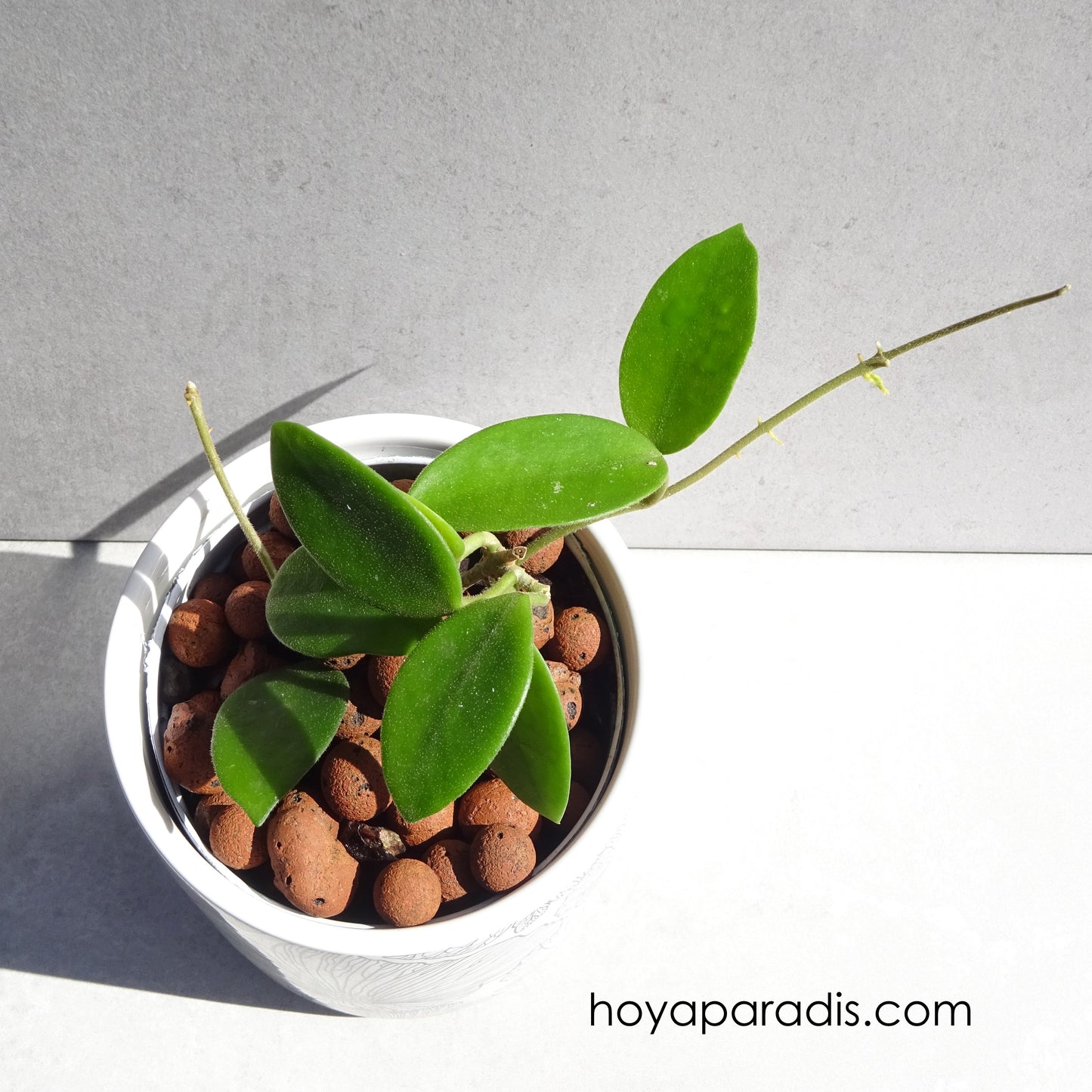 Fleur Hoya cv Chouke hoyaparadis.com Guadeloupe