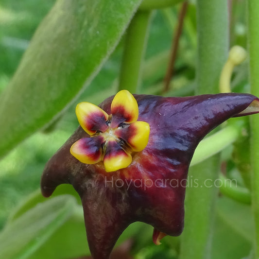 Fleur Hoya Eriostemma ciliata Hoyaparadis.com Guadeloupe