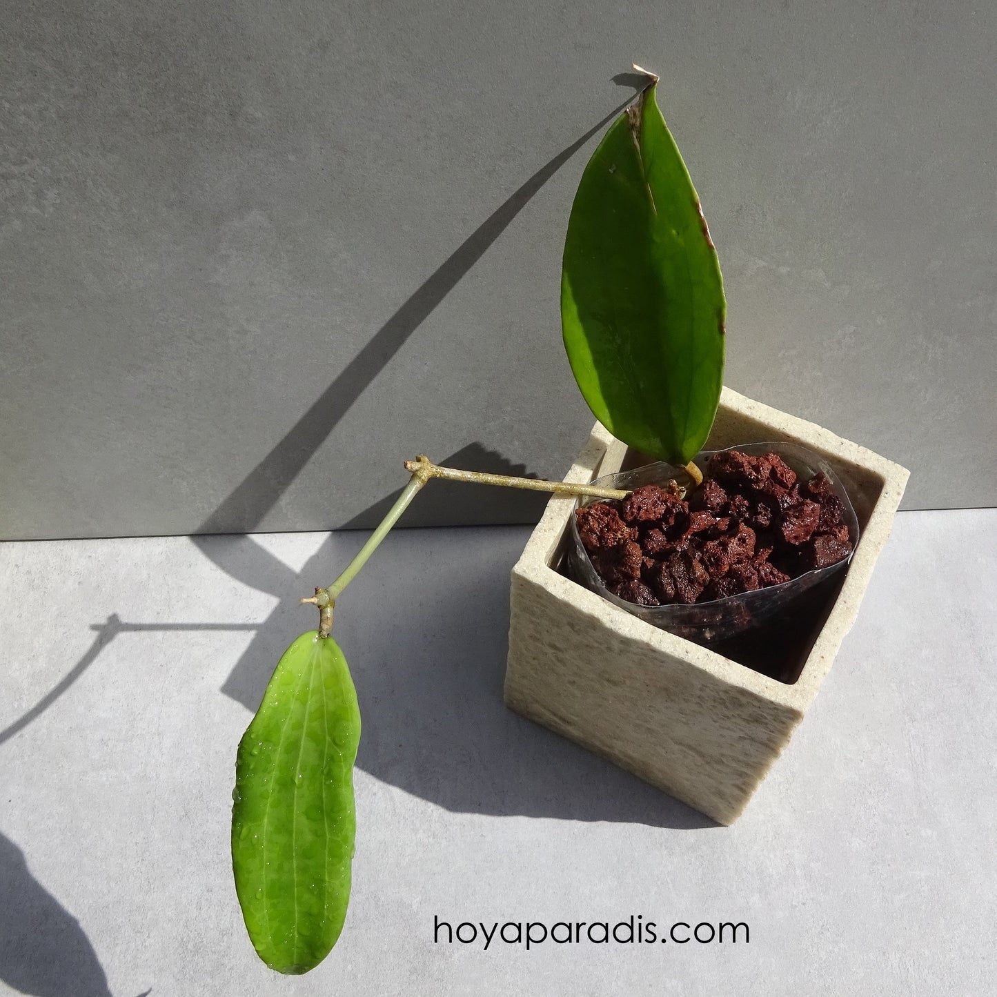 Bouture Hoya cinnamomifolia (rare) hoyaparadis.com Guadeloupe