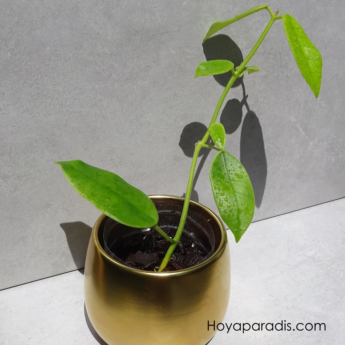 Hoya Eriostemma coronaria White Giant Hoyaparadis.com Guadeloupe