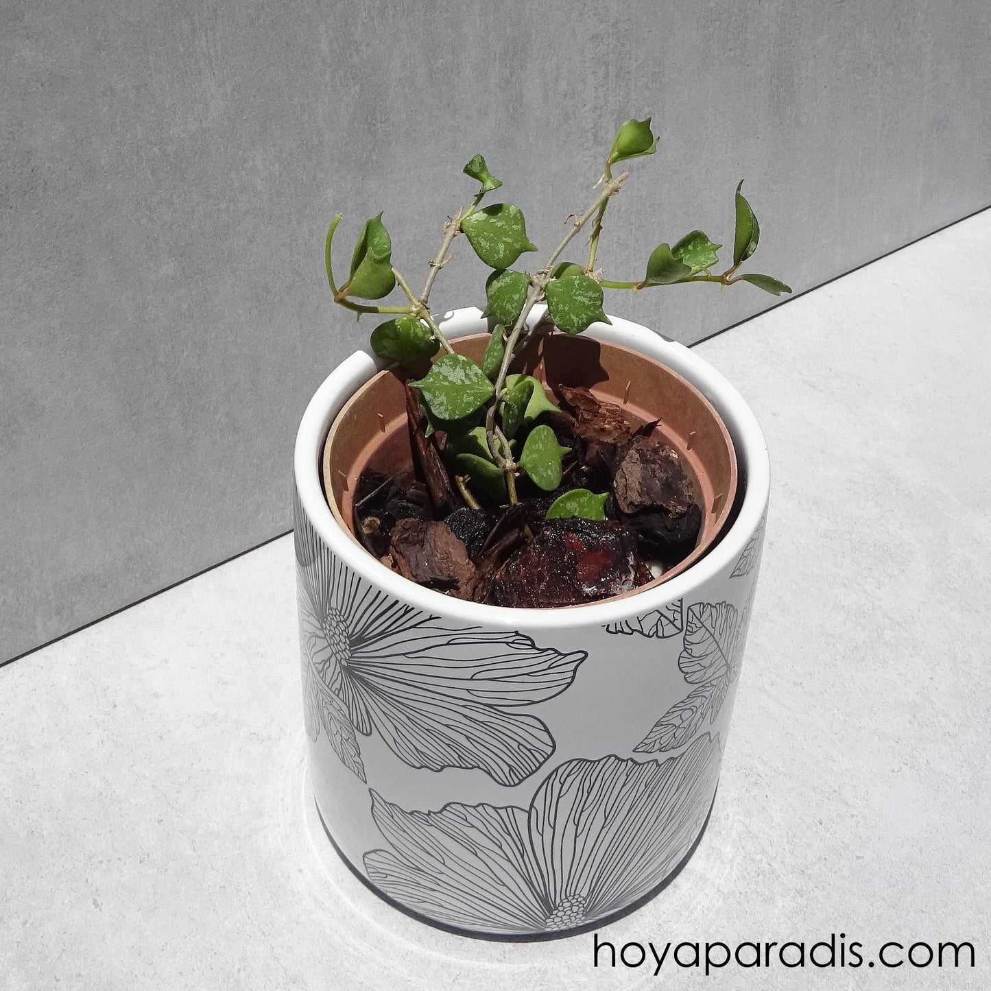 Bouture Hoya curtisii hoyaparadis.com Guadeloupe