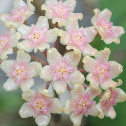 Fleur Hoya cv Joy hoyaparadis.com Guadeloupe