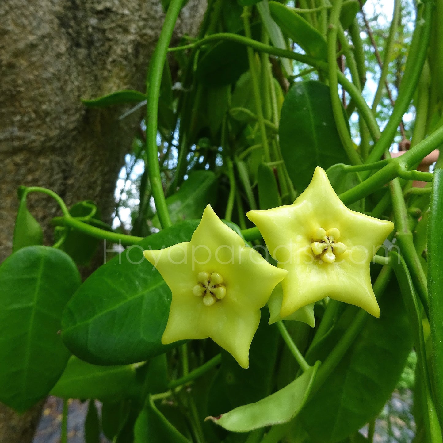 Fleur Hoya Eriostemma sp Gold Star Hoyaparadis.com Guadeloupe