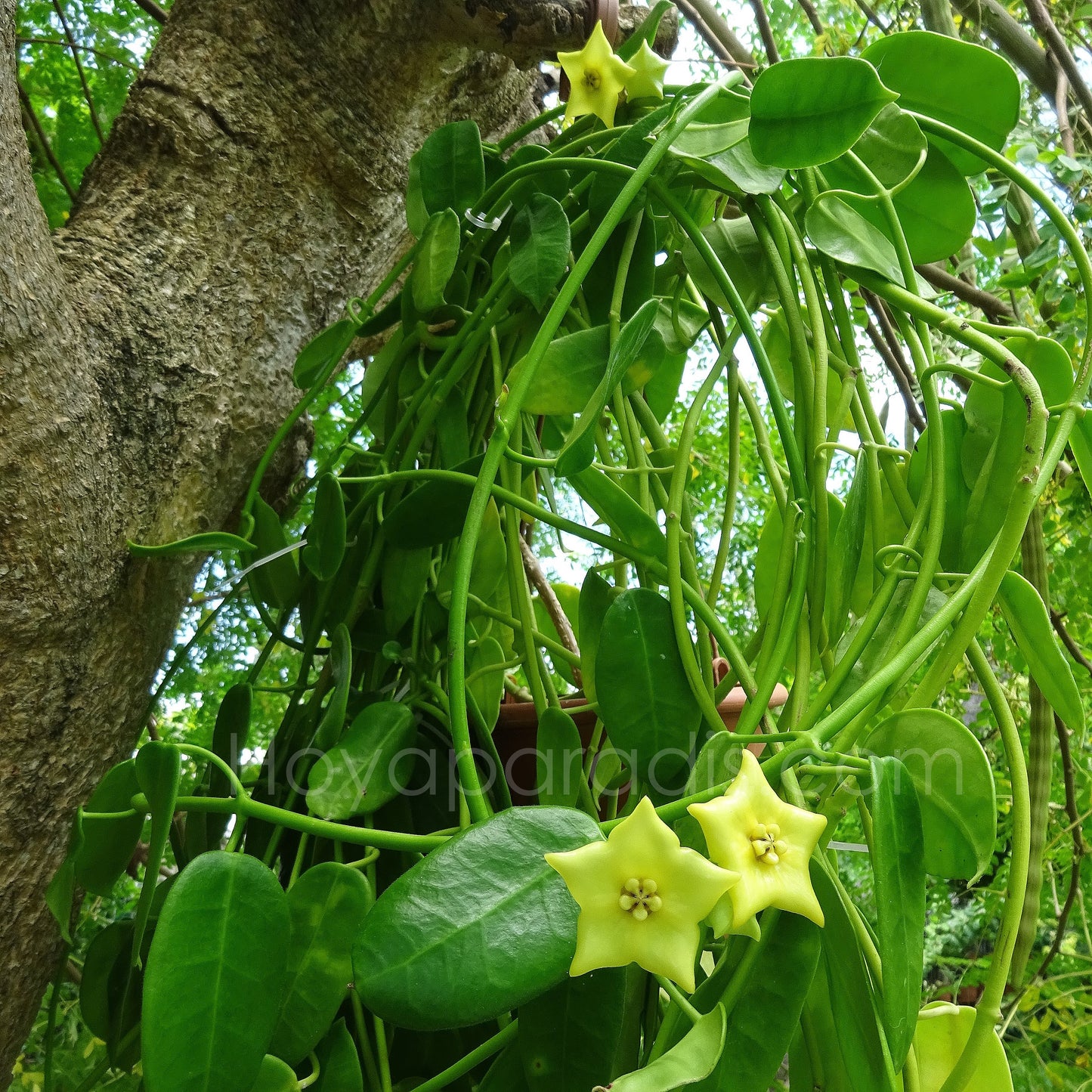 Hoya Eriostemma sp Gold Star au feuillage luxuriant, plante tropicale exotique proposée par Hoya Paradis en Guadeloupe