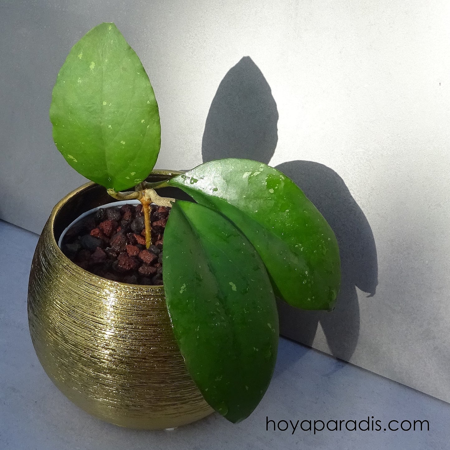 Bouture Hoya cv Joy hoyaparadis.com Guadeloupe