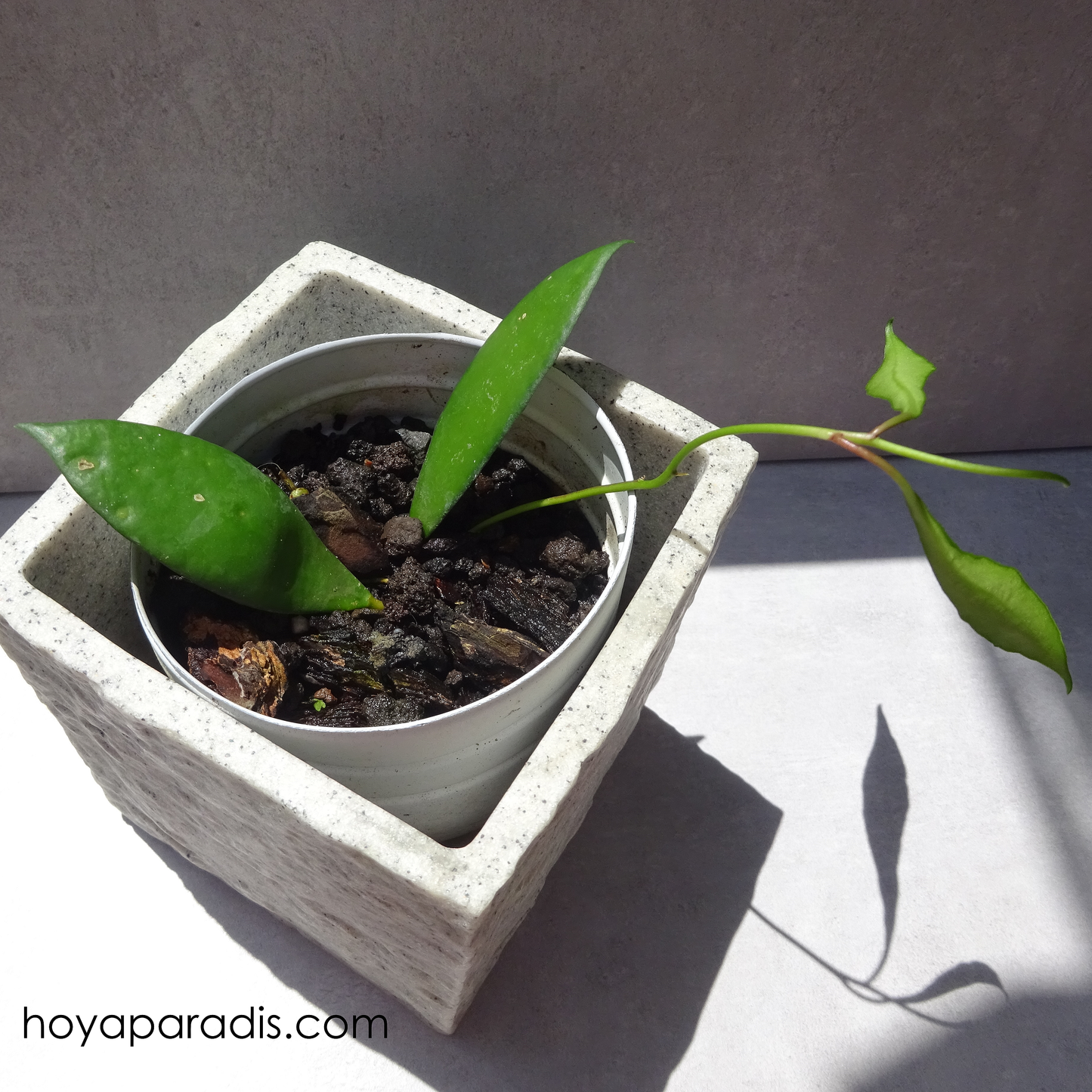 Bouture Hoya davidcummingii hoyaparadis.com Guadeloupe