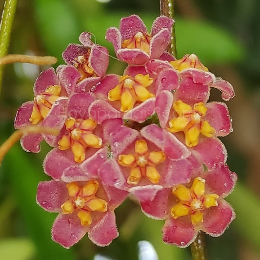 Fleur Hoya davidcummingii Hoyaparadis.com Guadeloupe