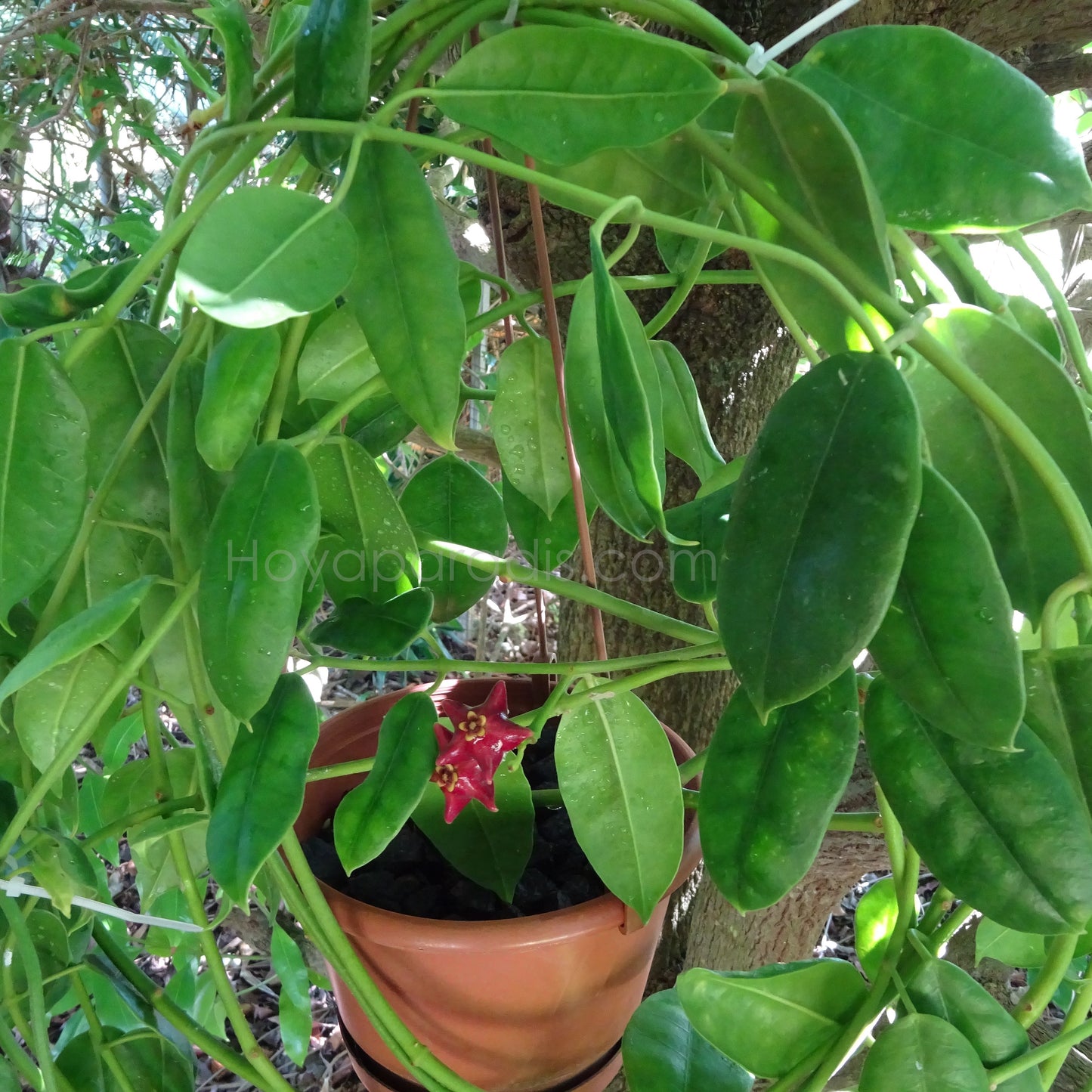 Plante Hoya Eriostemma cv Monette Hoyaparadis.com Guadeloupe