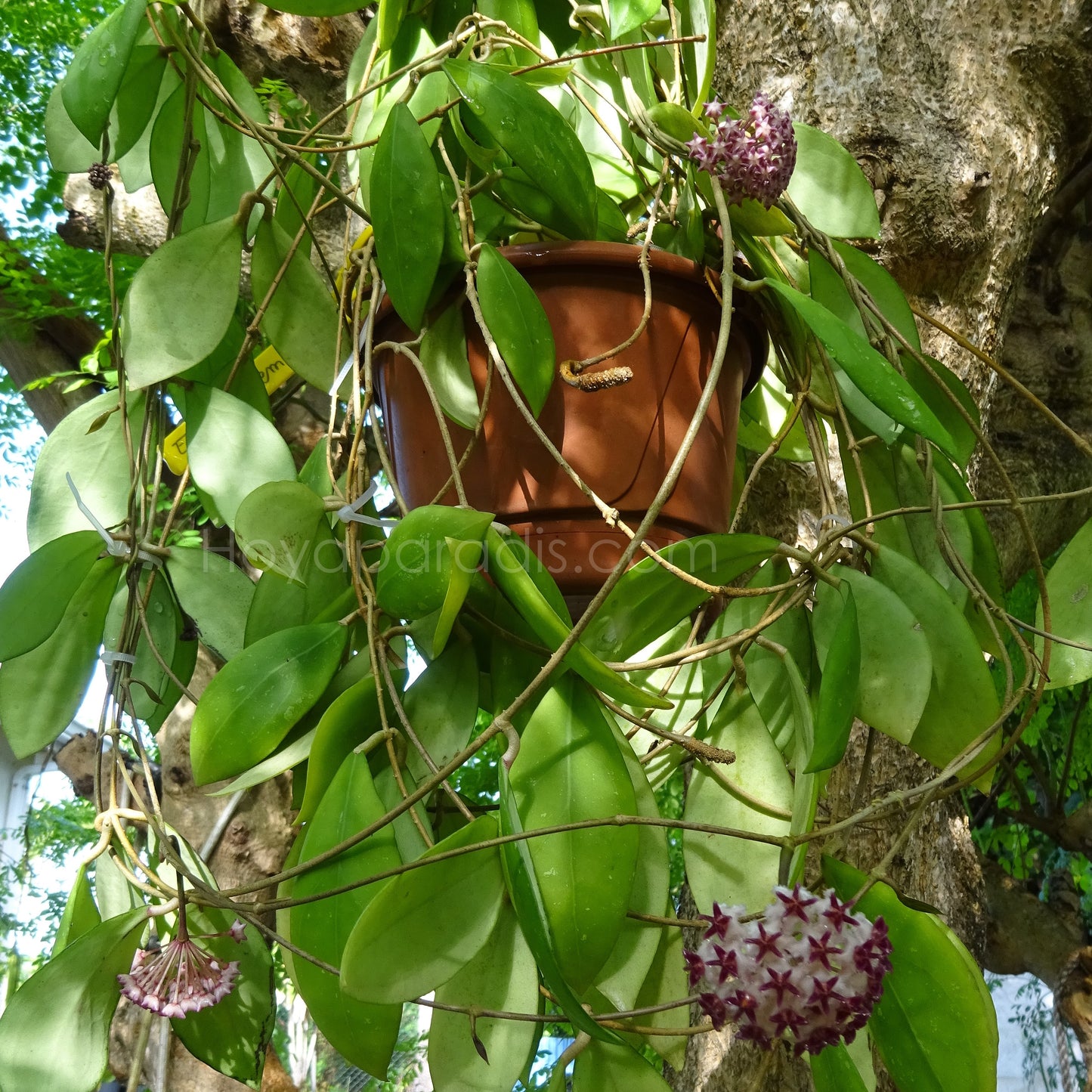 Hoya erythrostemma QSBG au feuillage luxuriant, plante tropicale exotique proposée par Hoya Paradis en Guadeloupe