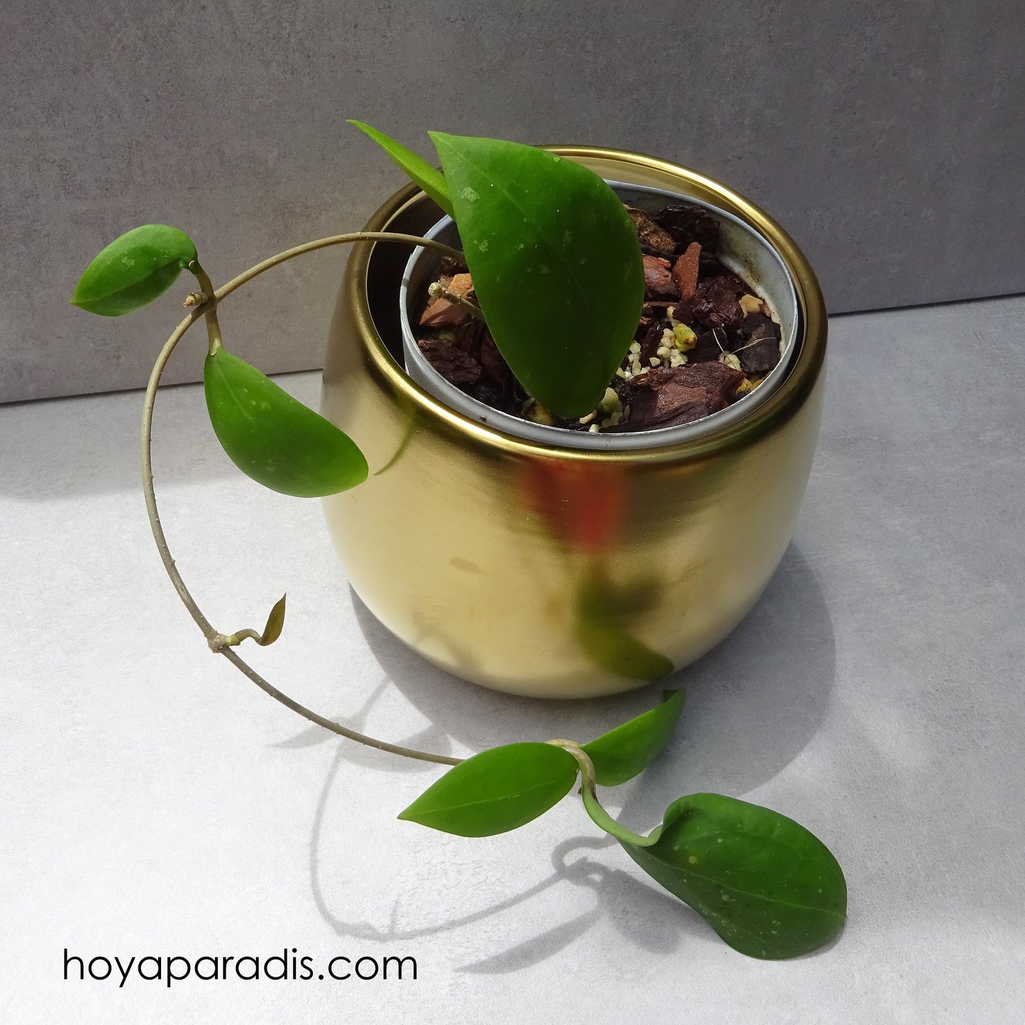 Bouture Hoya erythrostemma QSBG hoyaparadis.com Guadeloupe