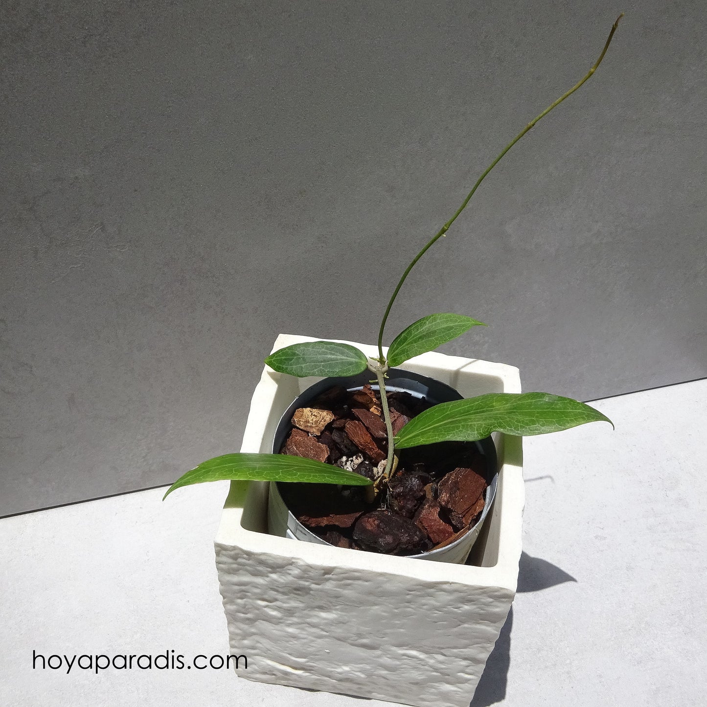 Plante Hoya fitchii hoyaparadis.com Guadeloupe