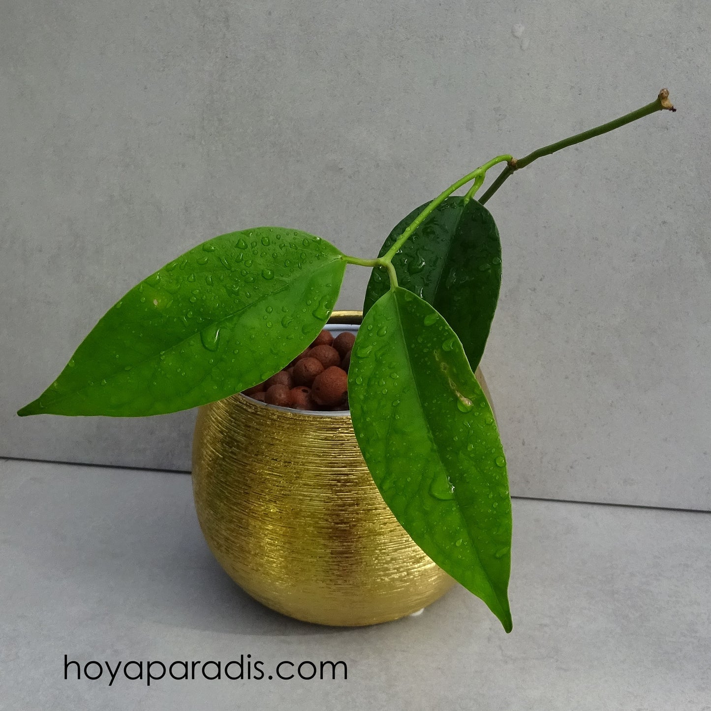 Bouture Hoya Fraterna hoyaparadis.com Guadeloupe