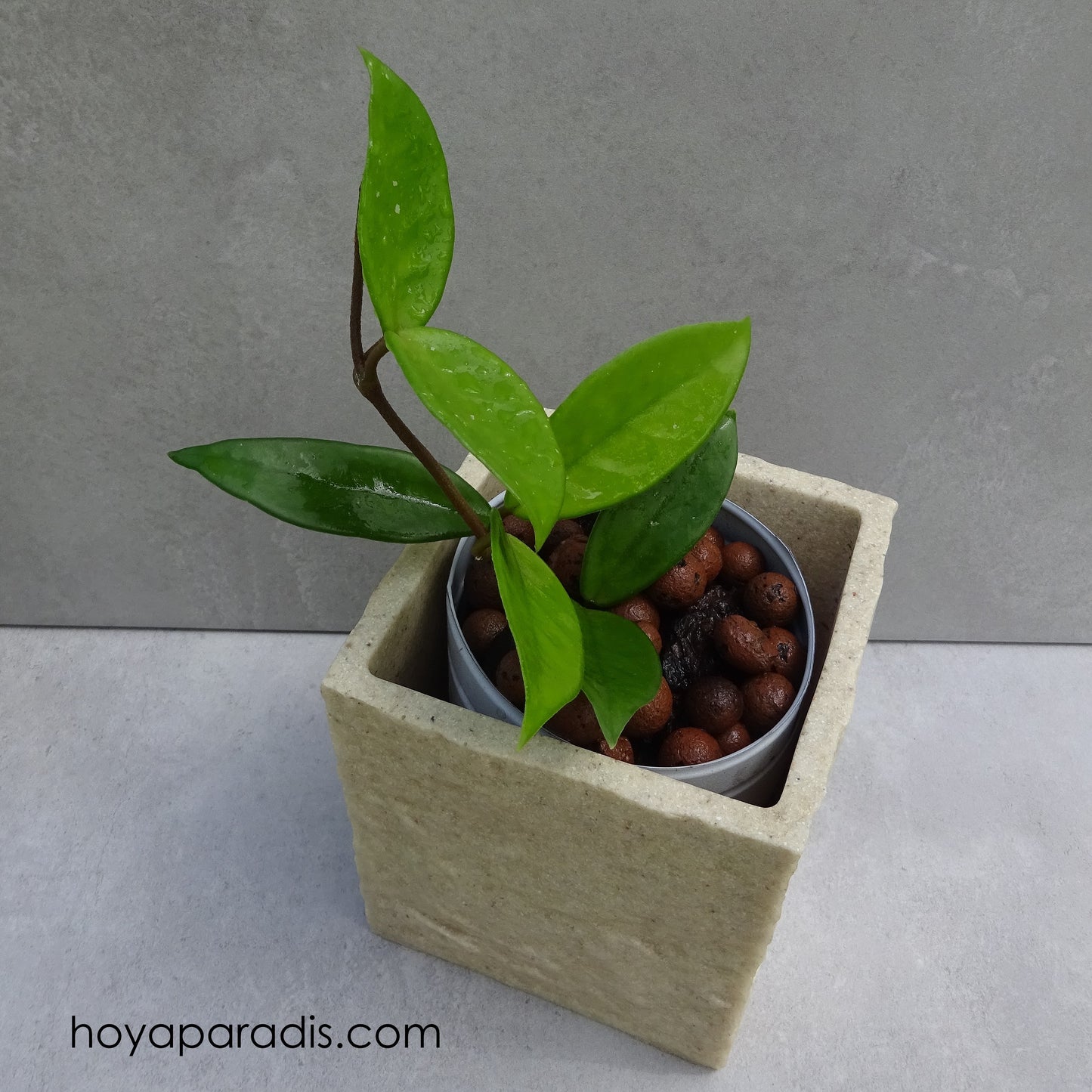 Bouture de Hoya carnosa Freckles hoyaparadis.com Guadeloupe