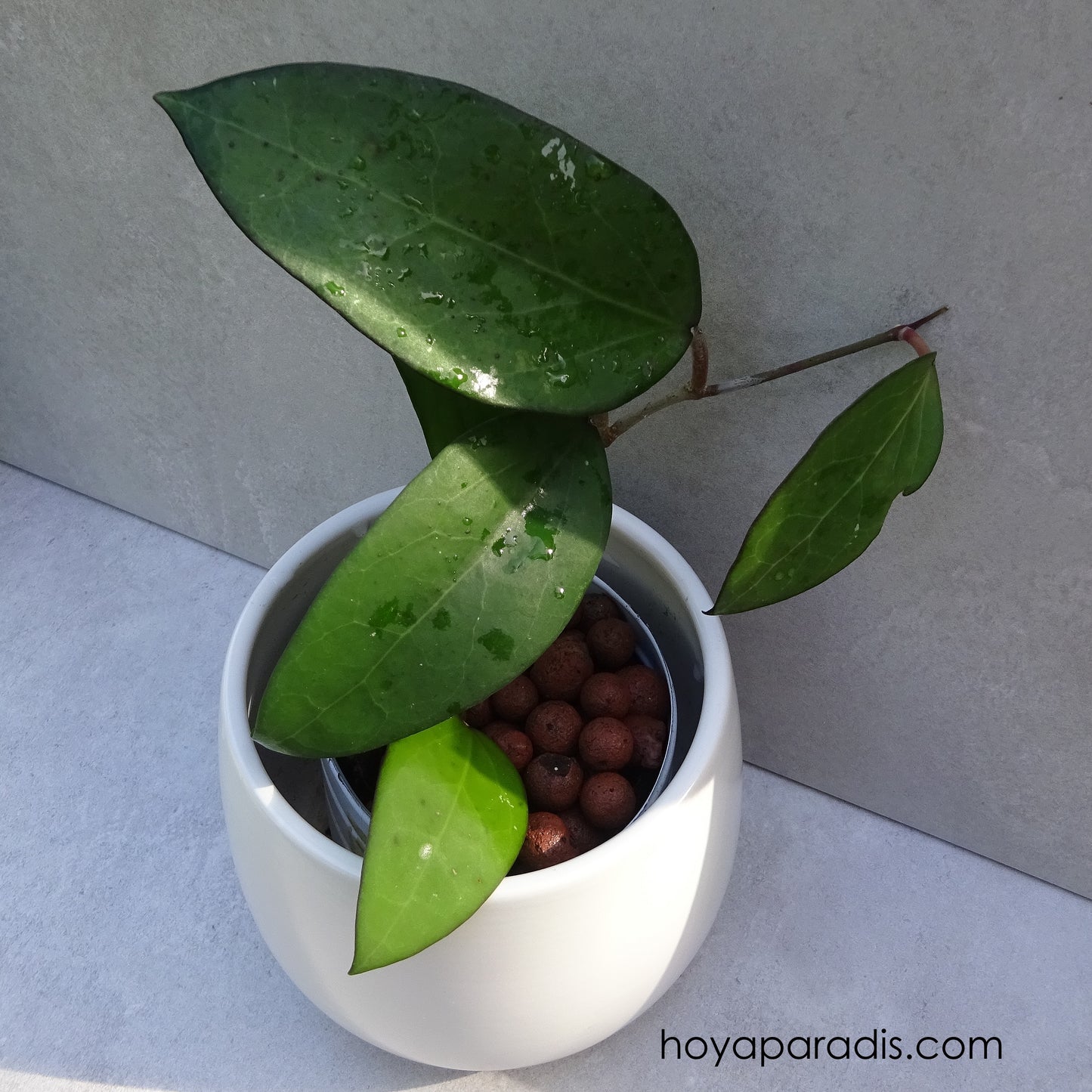 Bouture Hoya fuscomarginata – Hoya Paradis en Guadeloupe