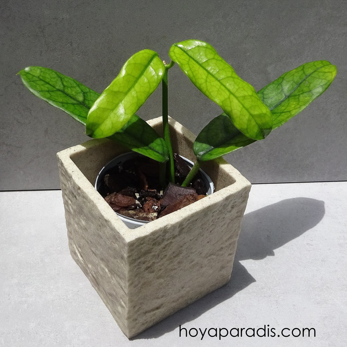 Bouture Hoya globulosa ou hoya villosa hoyaparadis.com Guadeloupe