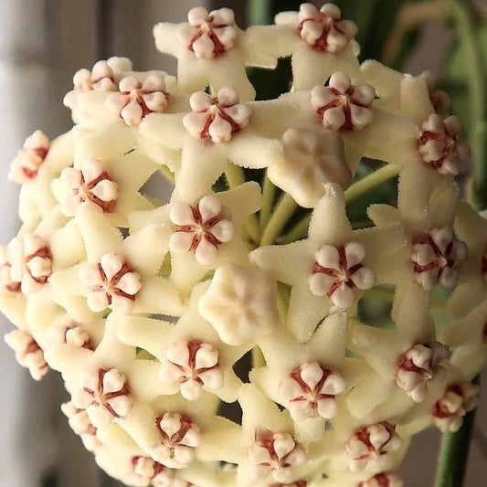 Fleur Hoya globulosa ou hoya villosa hoyaparadis.com Guadeloupe