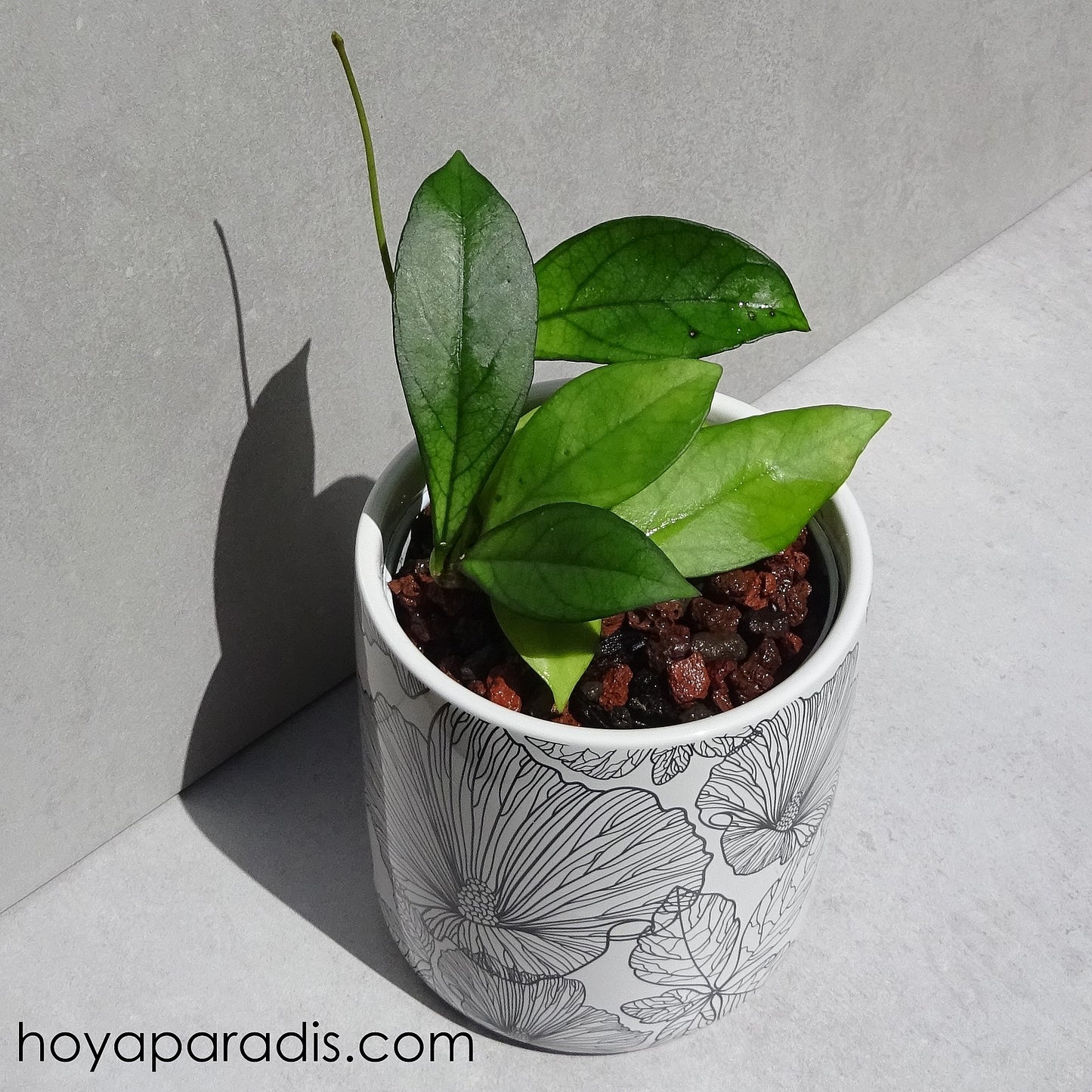 Bouture Hoya hainanensis Danang Vietnam hoyaparadis.com