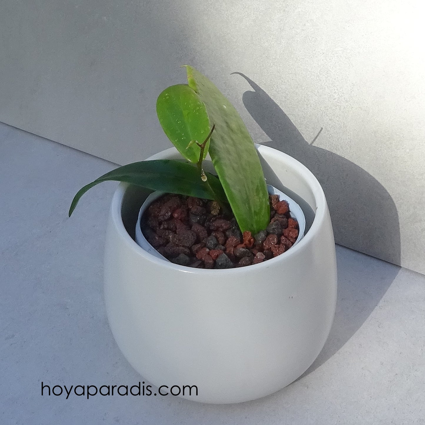 Hoya ilagiorum orange hoyaparadis.com Guadeloupe