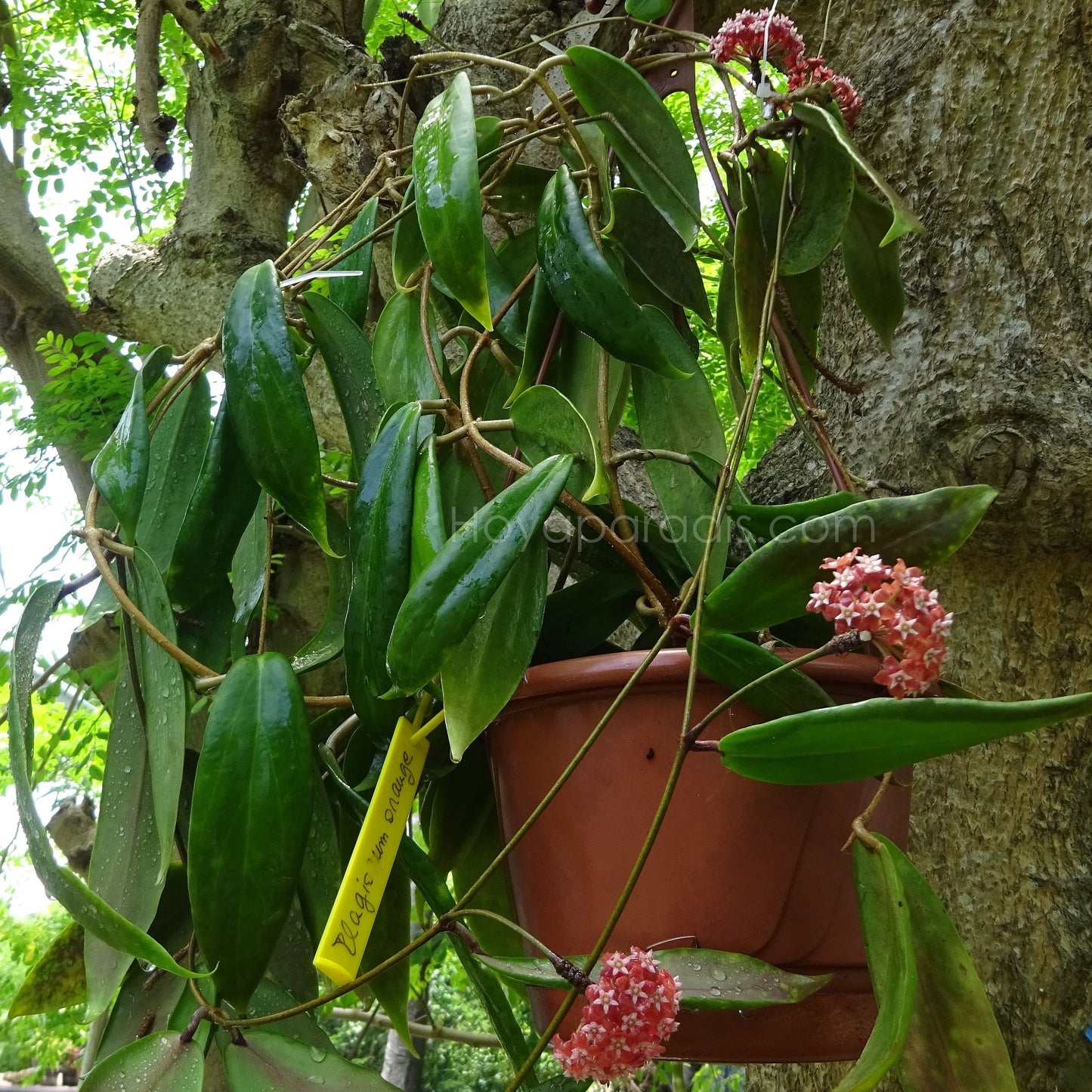 Hoya ilagiorum orange au feuillage luxuriant, plante tropicale proposée par Hoya Paradis en Guadeloupe