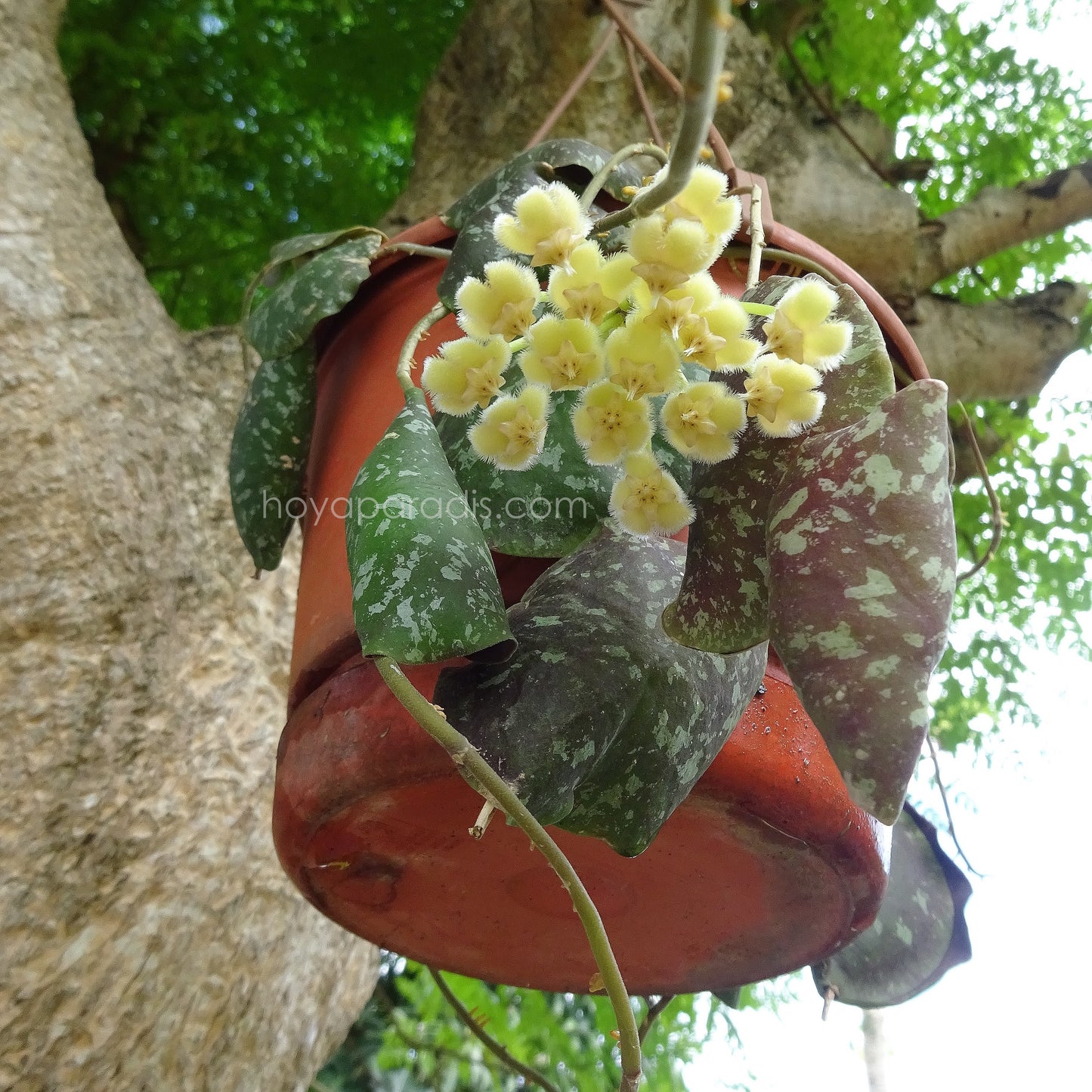 Fleur Hoya imbricata (rare) hoyaparadis.com Guadeloupe