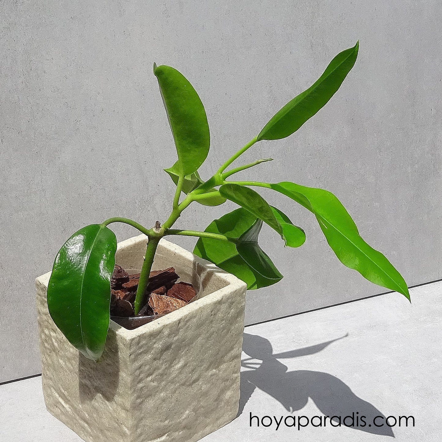 Bouture Hoya imperialis Palawan (rare) hoyaparadis.com Guadeloupe