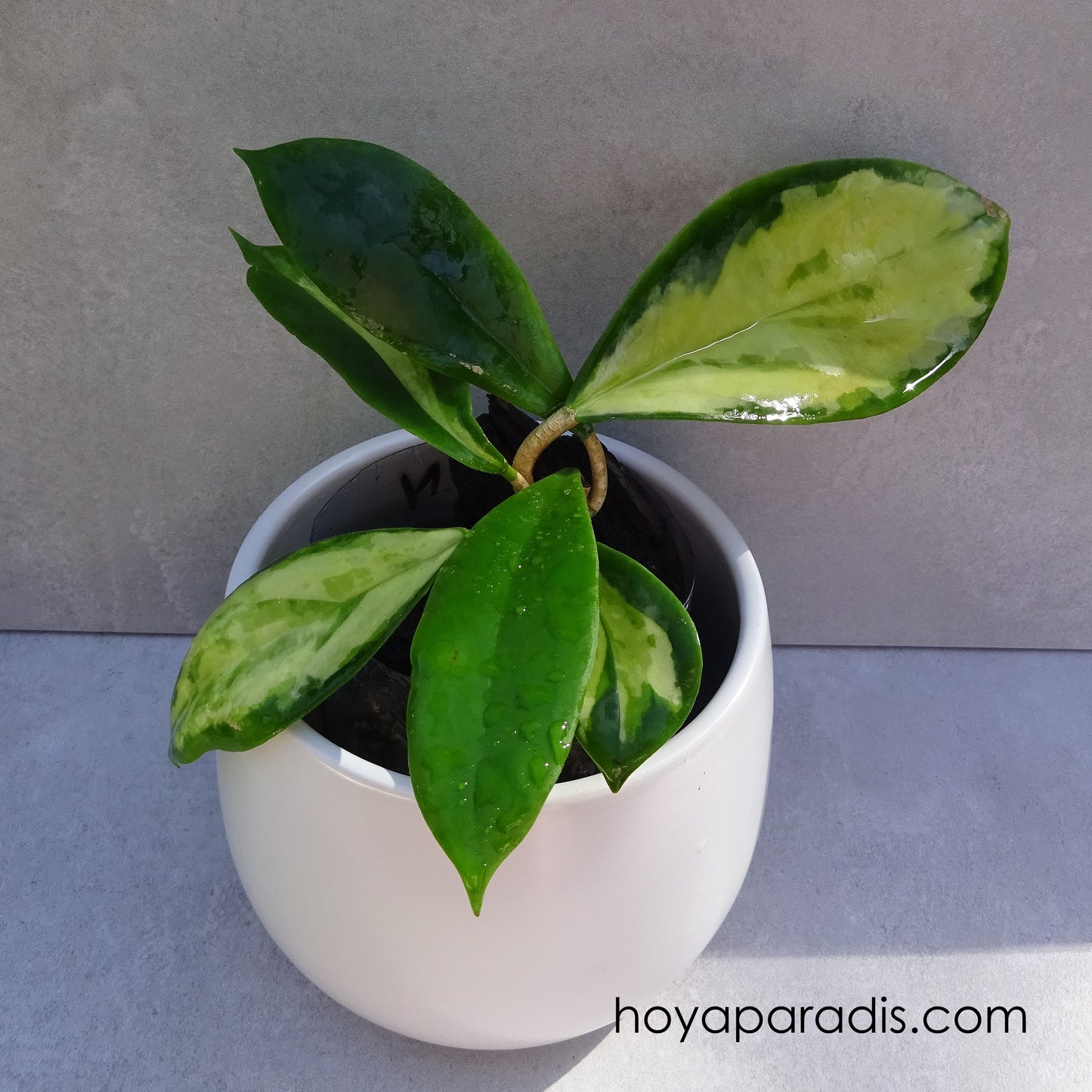 Bouture de Hoya incrassata variegata, au feuillage luxuriant, plante tropicale exotique proposée par Hoya Paradis en Guadeloupe