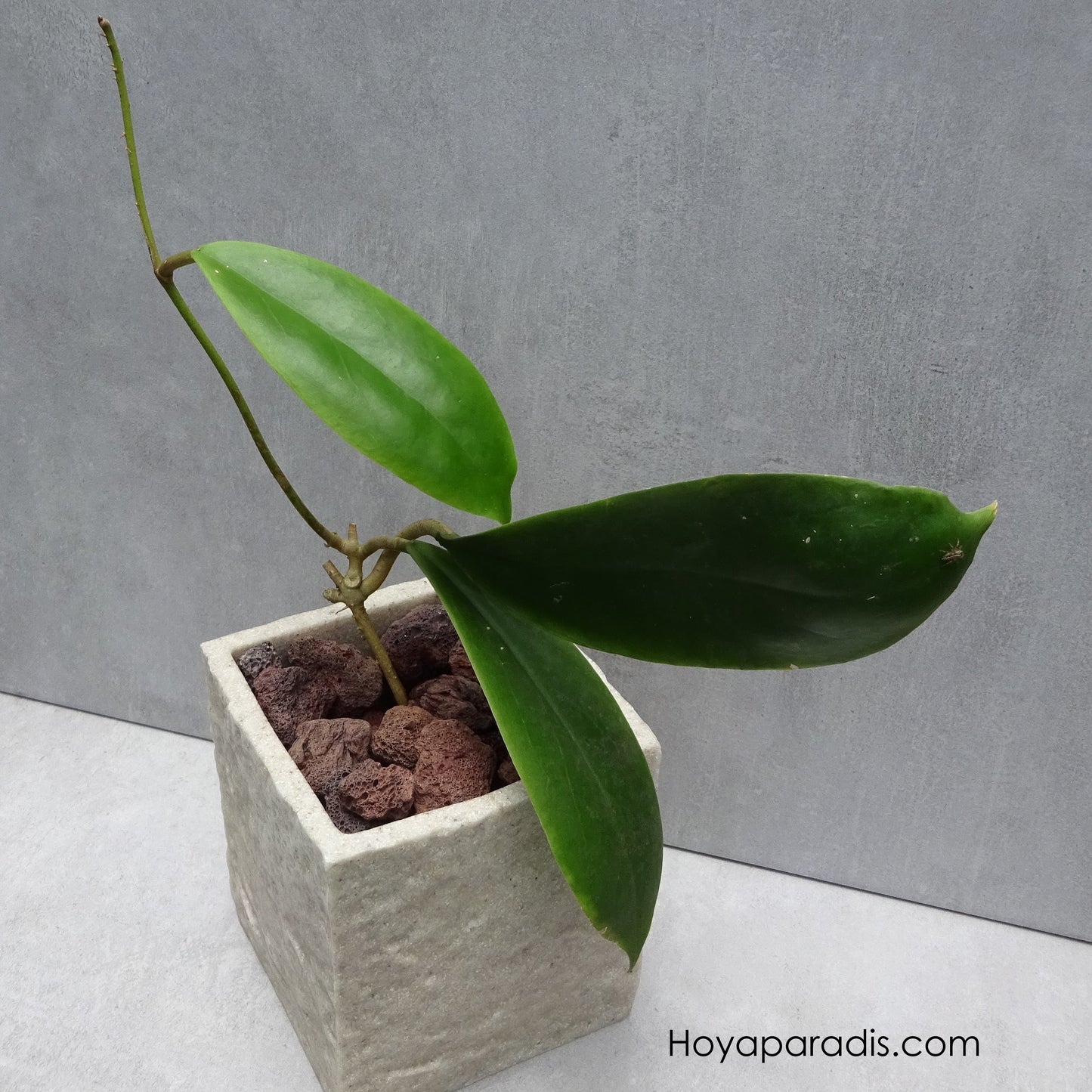 Bouture Hoya incrassata variegata Hoyaparadis.com Guadeloupe