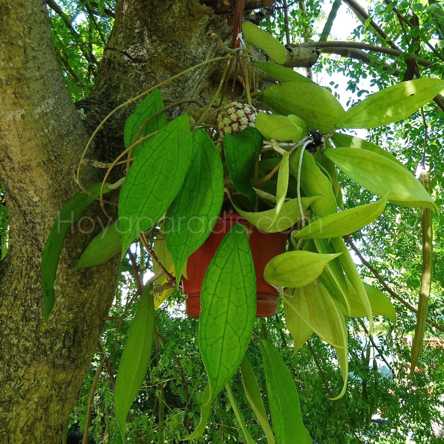 Hoya cv Jennifer au feuillage décoratif, plante tropicale exotique proposée par Hoya Paradis en Guadeloupe