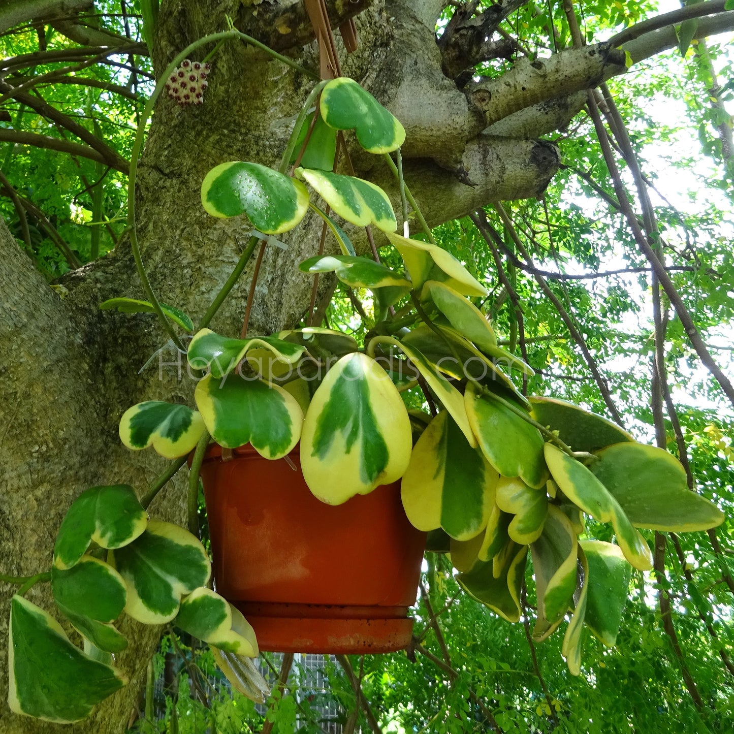 Plante Hoya kerrii albomarginata Hoyaparadis.com Guadeloupe