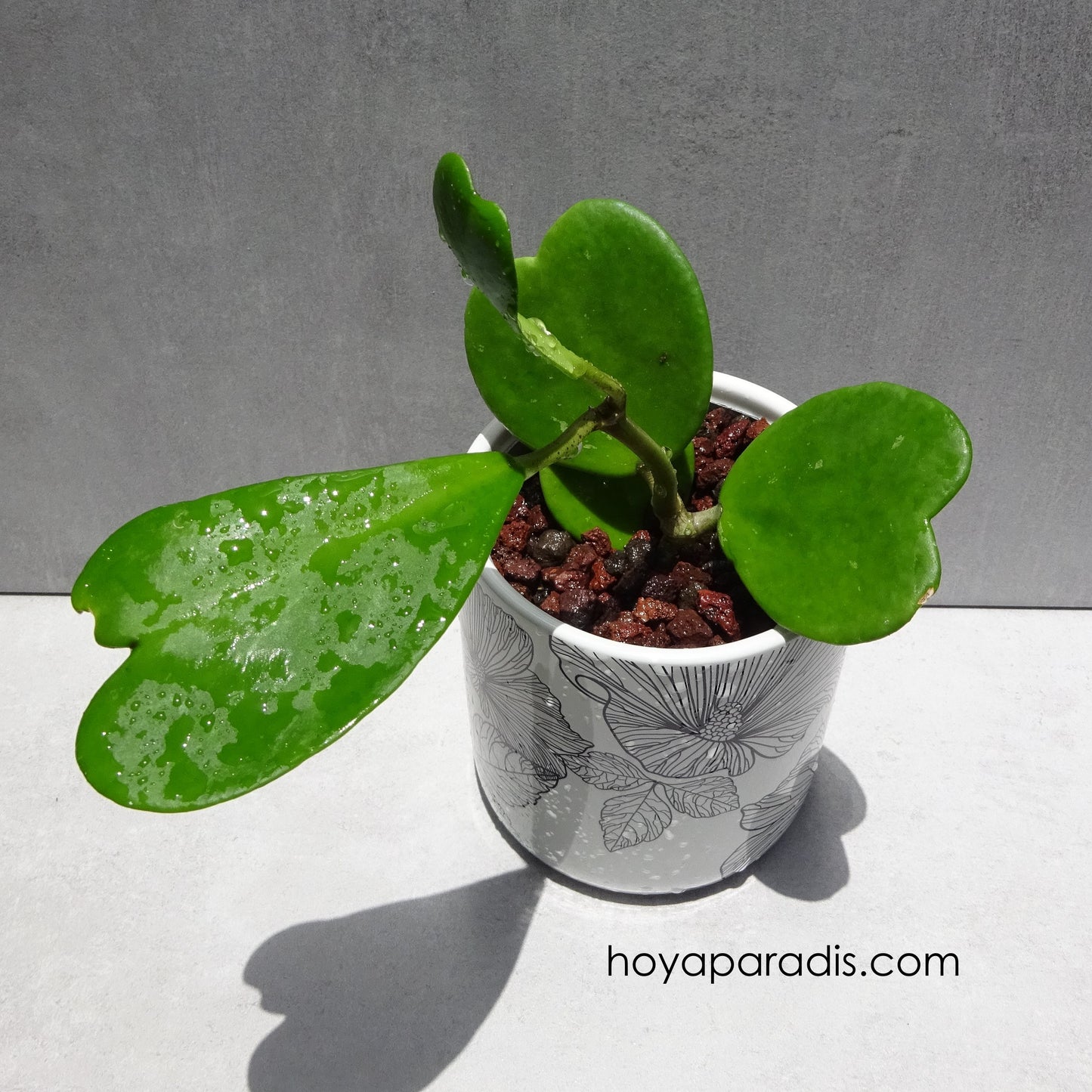 Bouture Hoya kerrii  hoyaparadis.com Guadeloupe