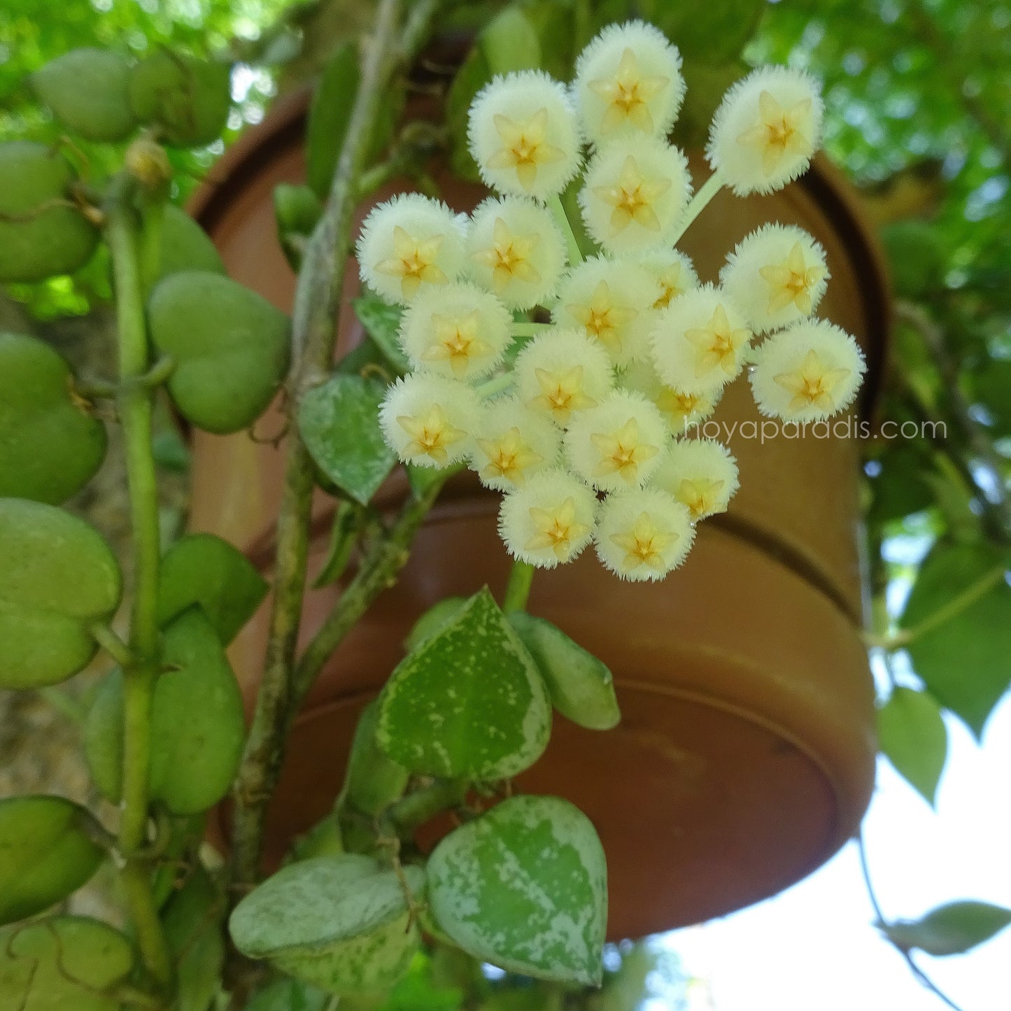 Fleur de Hoya krohniana Eskimo – Hoya Paradis en Guadeloupe