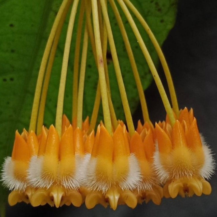 Fleur Hoya lasiantha hoyaparadis.com Guadeloupe