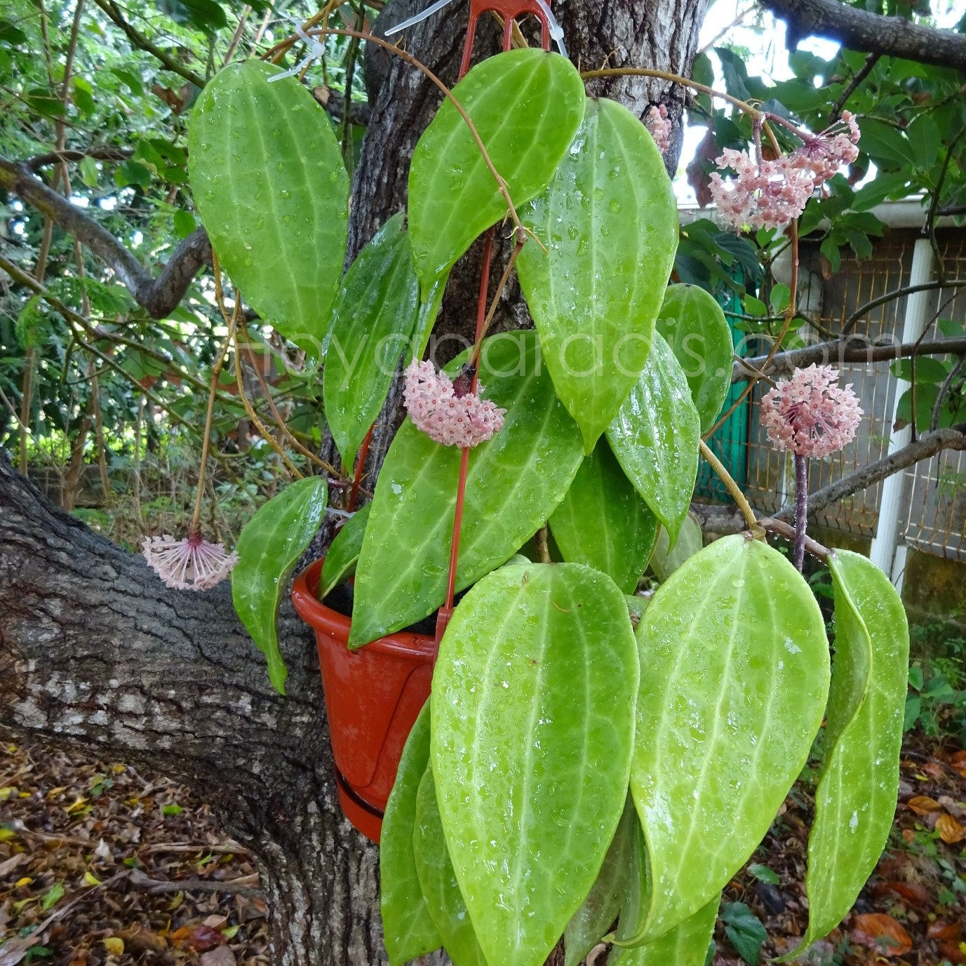 Plante Hoya latifolia big leaves (rare) Hoyaparadis.com Guadeloupe