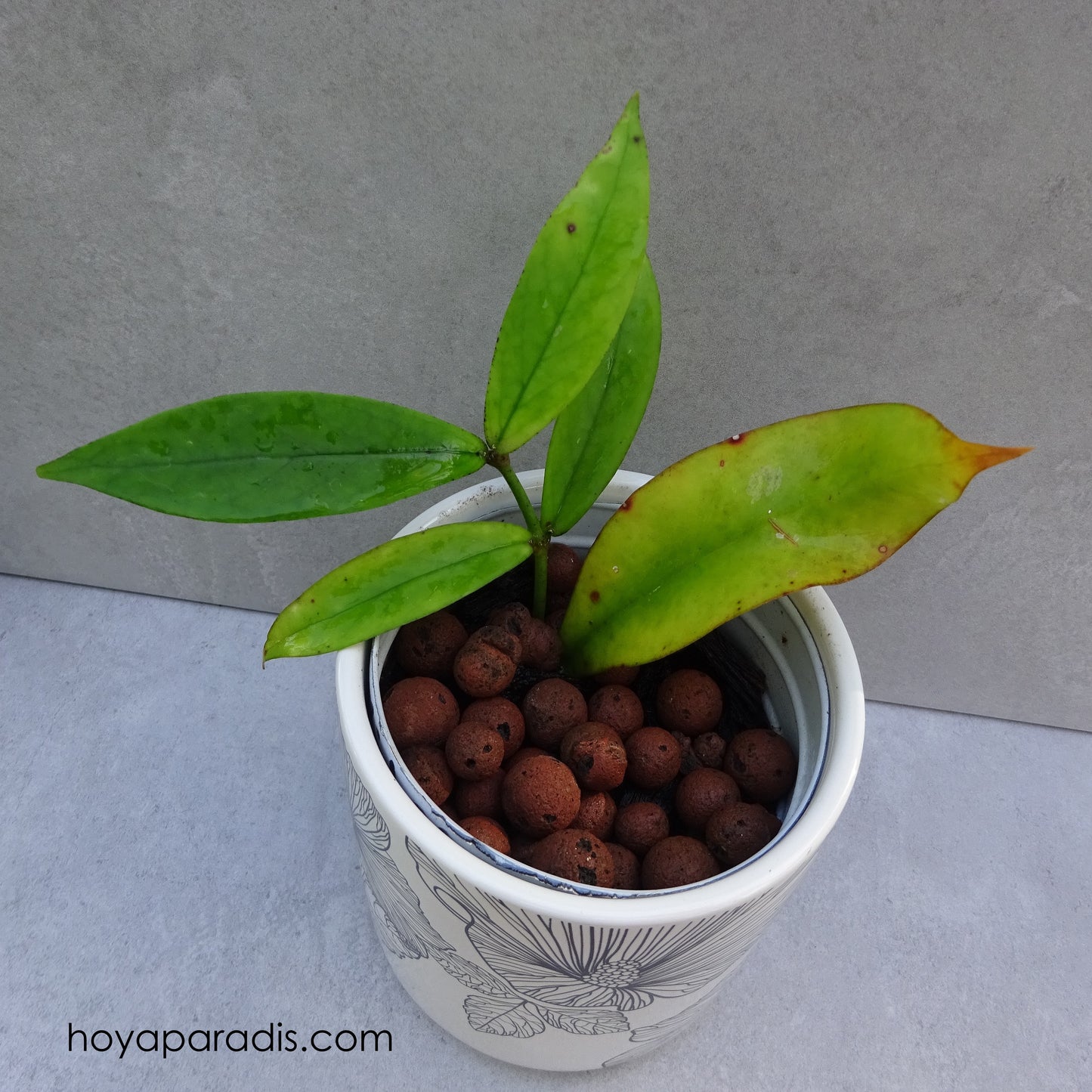 Bouture Hoya lobbii Black Flowers – Hoya Paradis en Guadeloupe