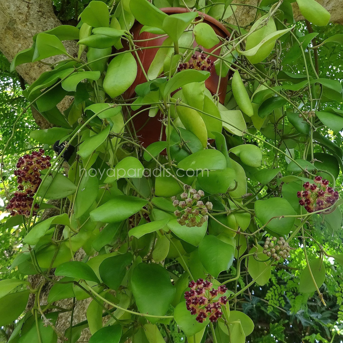 Hoya lucardenasiana au feuillage luxuriant, plante tropicale exotique proposée par Hoya Paradis en Guadeloupe