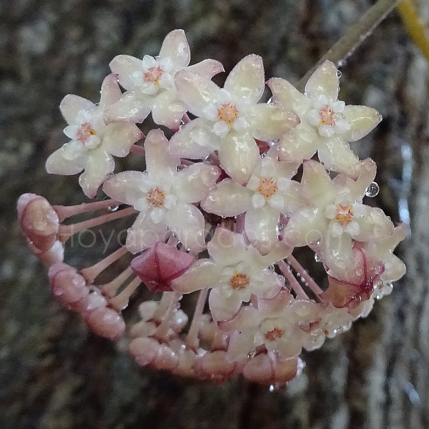 Fleur Hoya macrophylla variegata Hoyaparadis.com Guadeloupe